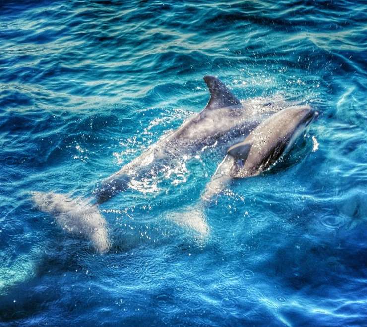 Marine Adventures