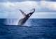 Whale Watching