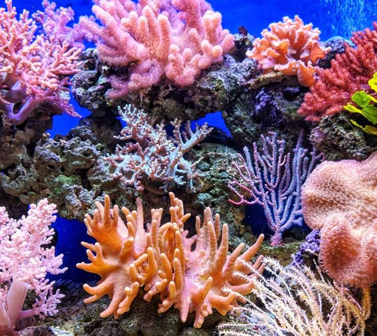 Marine Park