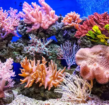 Marine Park