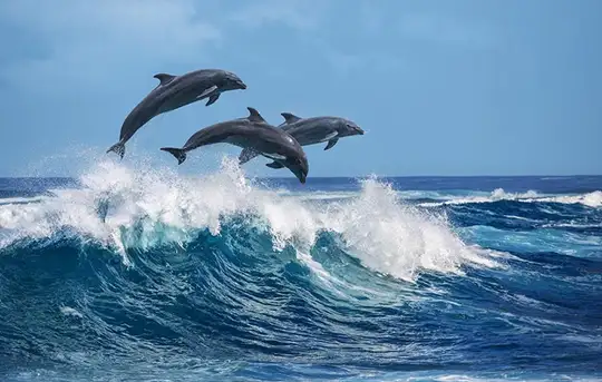 Ocean World Dolphin Encounter