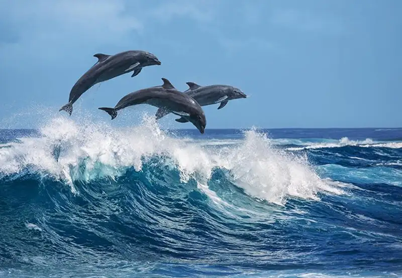 Ocean World Dolphin Encounter