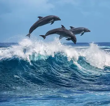 Ocean World Dolphin Encounter