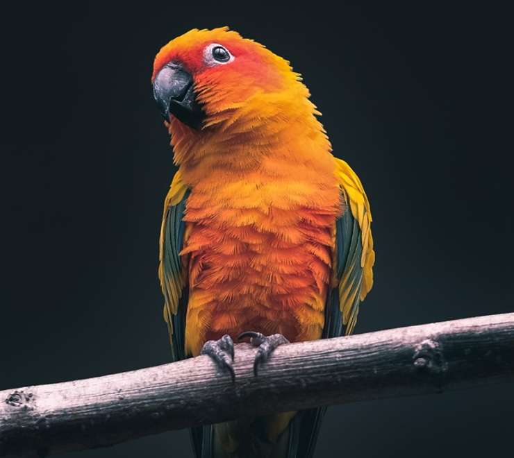  River Bird Park 