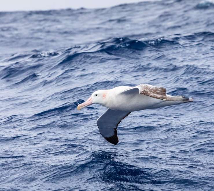 Seabirds
