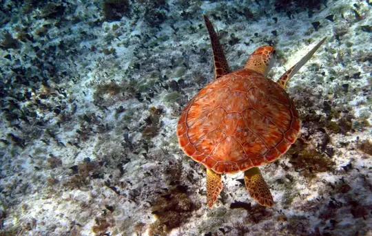 Punta Sur Ecological Park