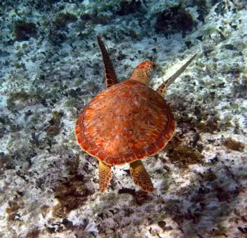 Punta Sur Ecological Park