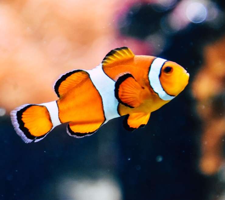 Cairns Aquarium