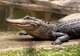 Crocosaurus Cove