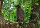 Crested Serpent Eagle