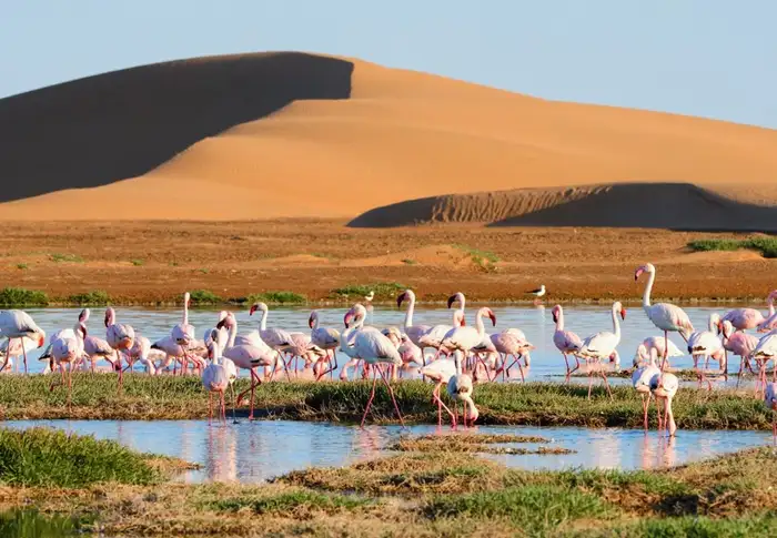 Photo of Day 54: Walvis Bay