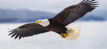 Alaska Raptor Center