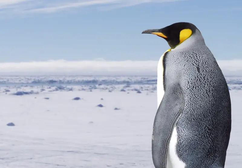 King Penguin