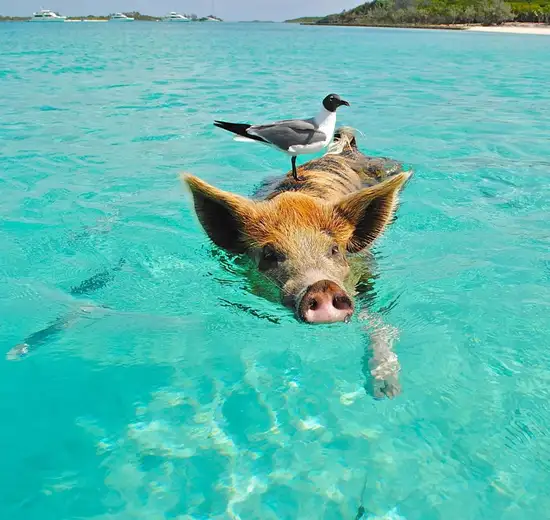 Grand Bahamas Island