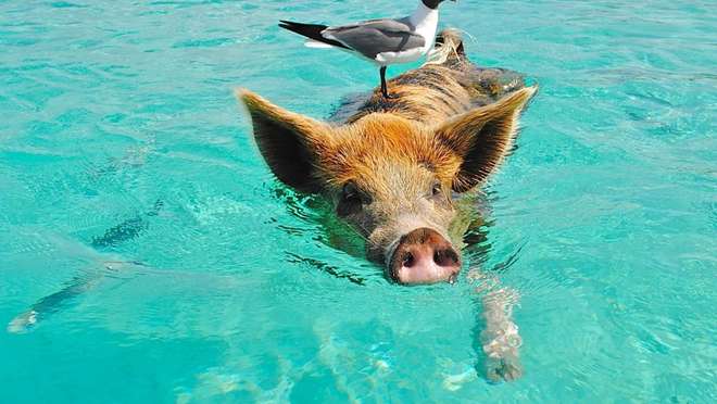 Grand Bahamas Island