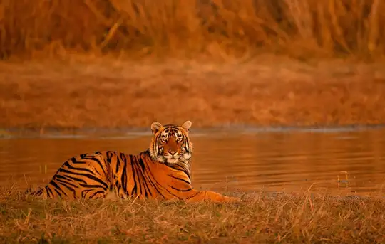 Ranthambore - Morning Jungle Safari