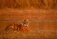 Ranthambore - Morning Jungle Safari