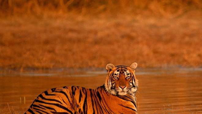 Spot incredible tigers on an epic safari