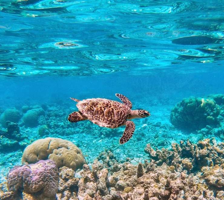 Mesoamerican Barrier Reef