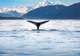Whale & Marine Mammal Quest