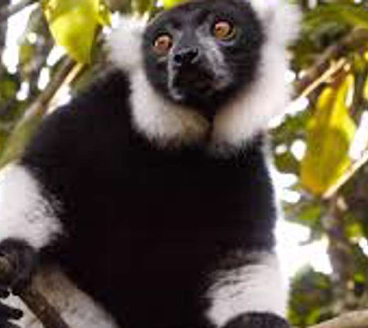 Lemur Spotting