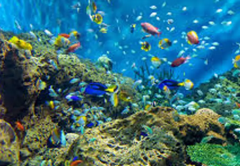 Aqua World Ibaraki Oarai Aquarium