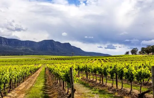 Hunter Valley - Food & Wine Tour