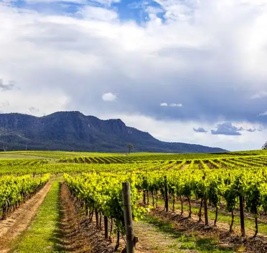 Hunter Valley - Food & Wine Tour