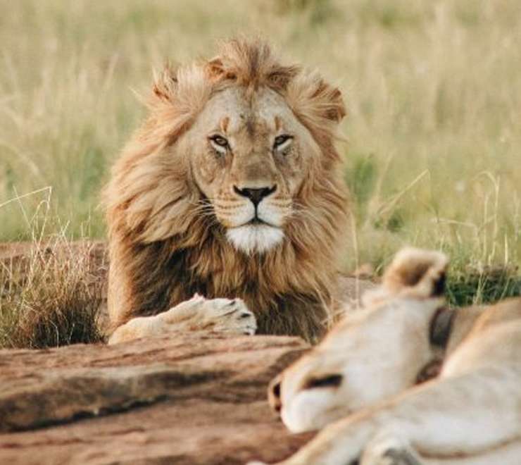 Safari Park