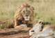 Safari Park
