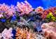 Coral Reef