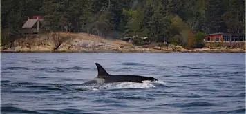 Icy Strait Whale Adventures