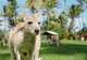 Kangaroo Island Wildlife Park
