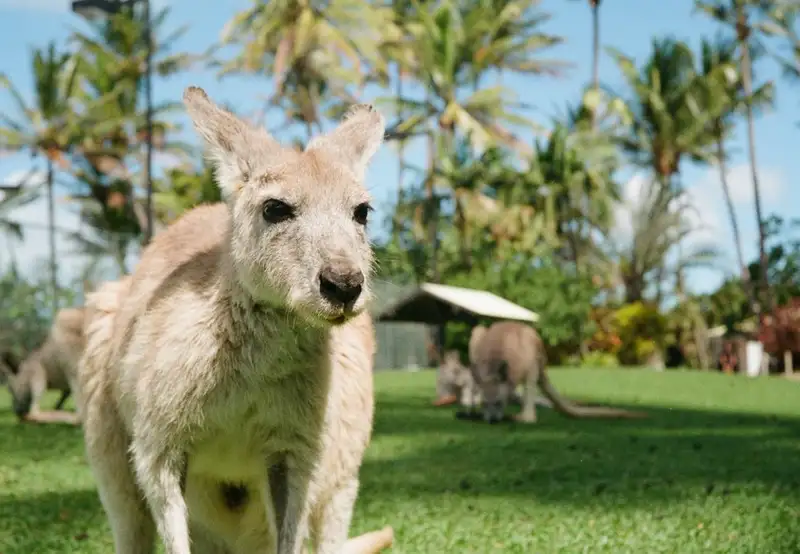 Kangaroo Island Wildlife Park