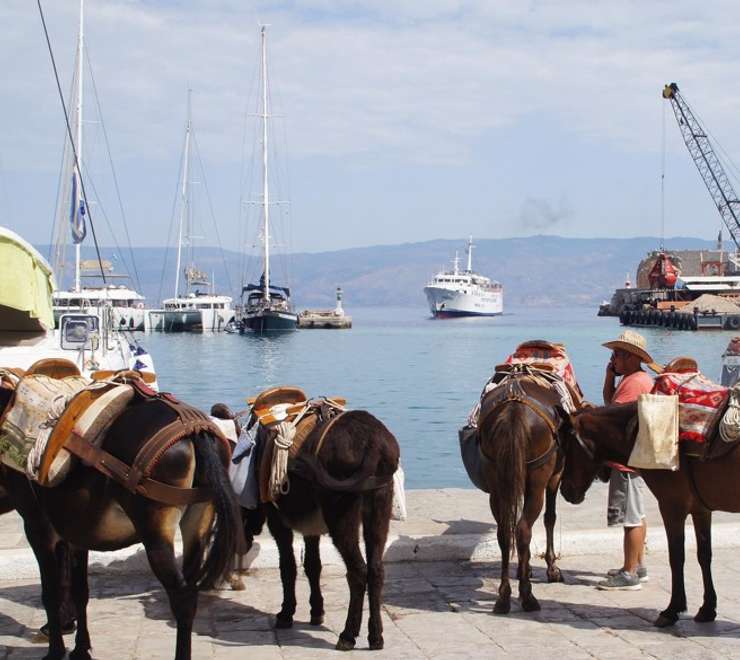 Hydra