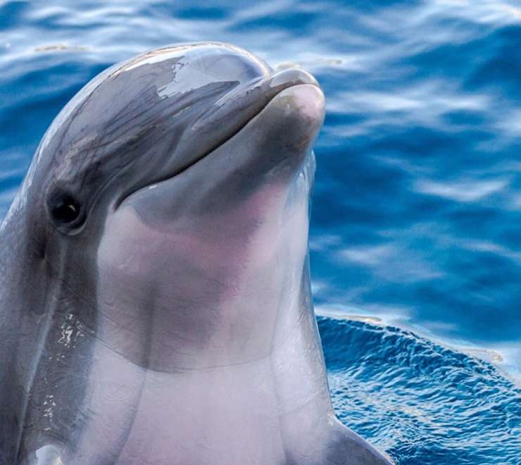 Swim with Dolphins