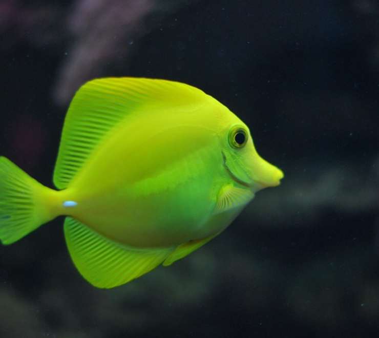 Aquarium 