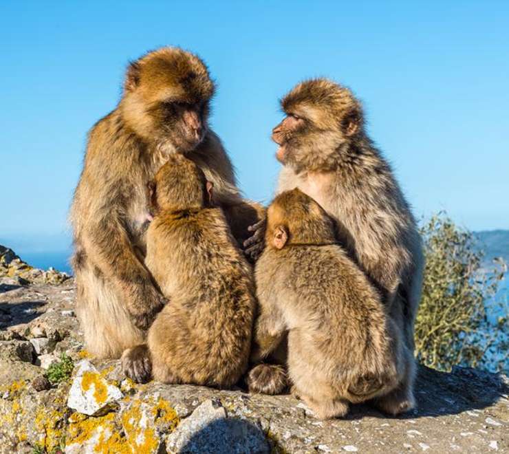 Apes Den