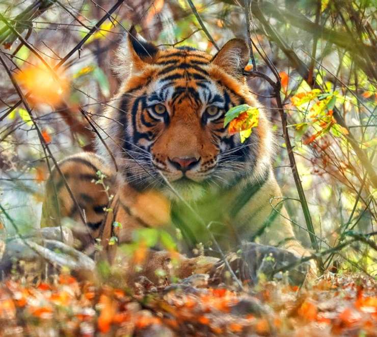 Bengal Tigers