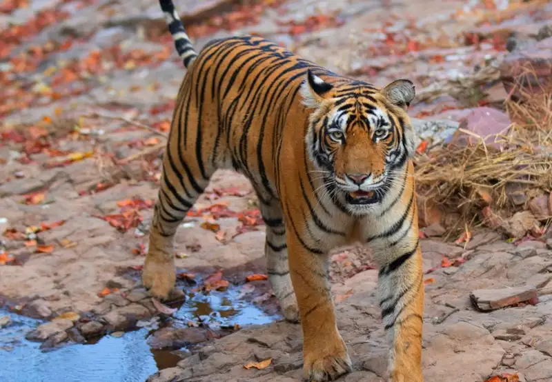 Ranthambore - Afternoon Jungle Safari