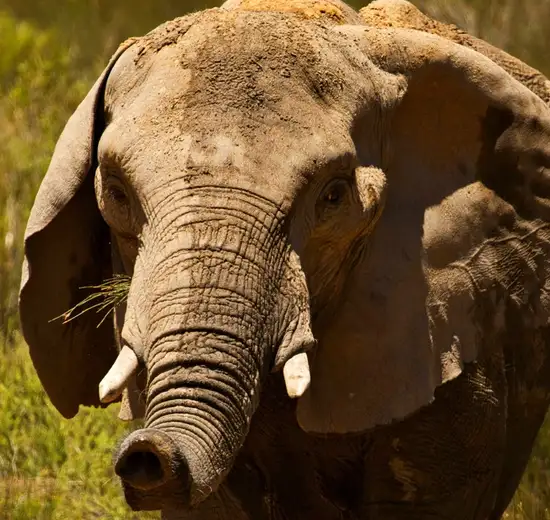 Safari at Aquila Game Reserve