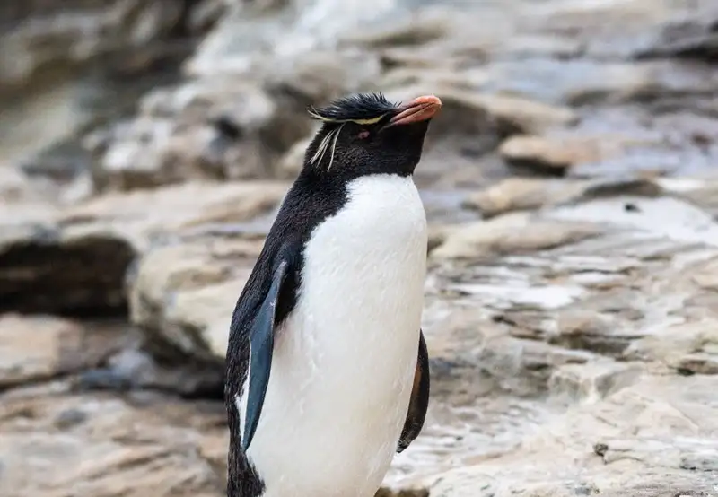 Southern Rockhopper Penguin Spotting