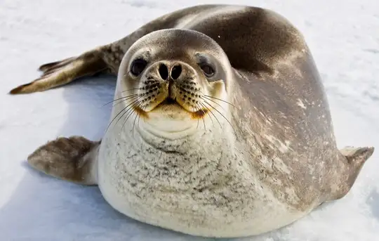 Weddell Seal