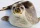 Weddell Seal