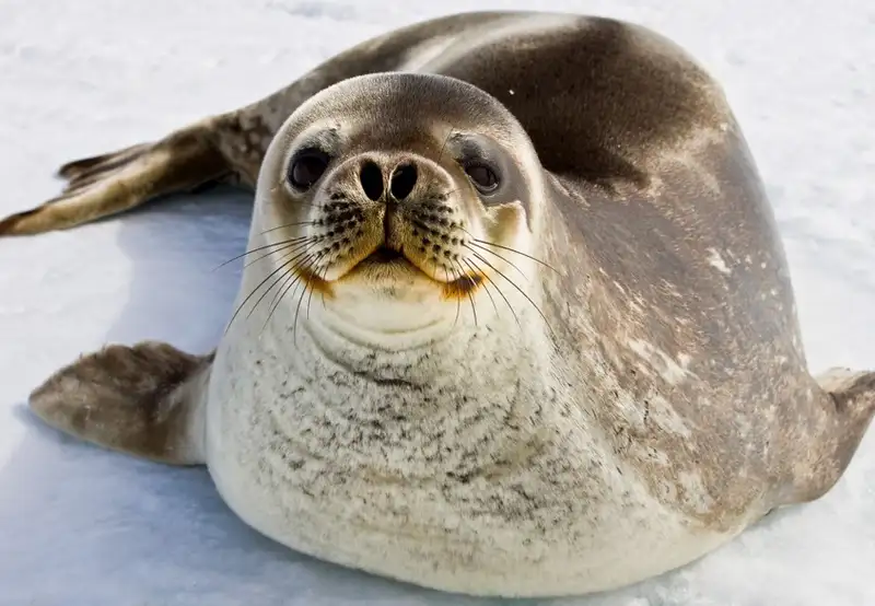 Weddell Seal