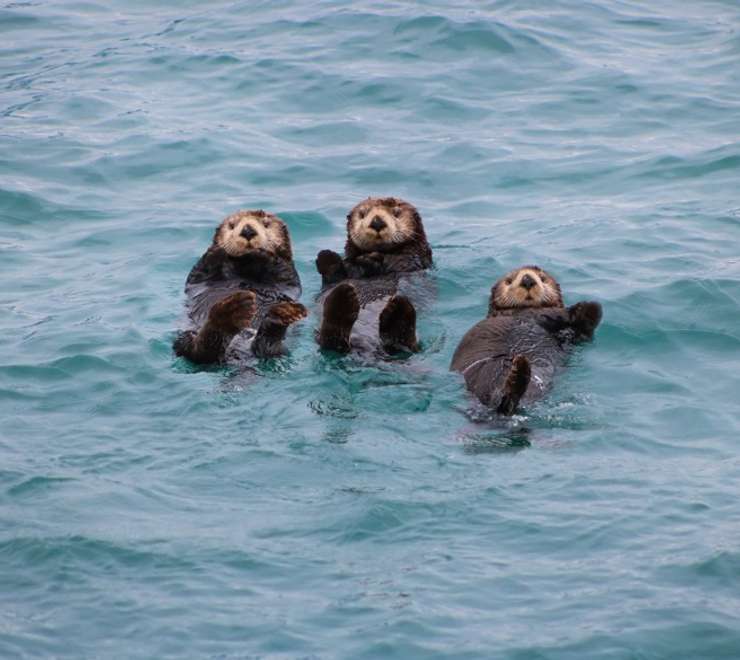 Wildlife Watching