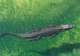 Crocodile Adventureland 