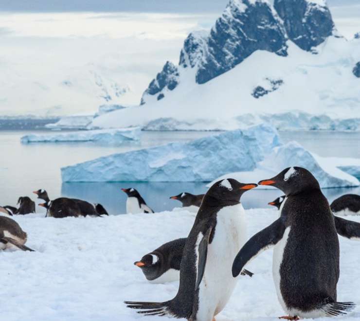 Penguins