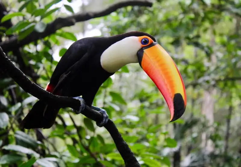 Aviarus bird sanctuary
