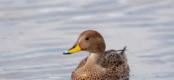 South Georgia pintail